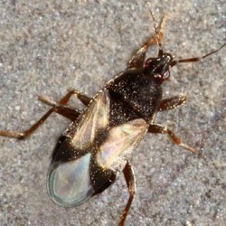 Xylocoris galactinus
